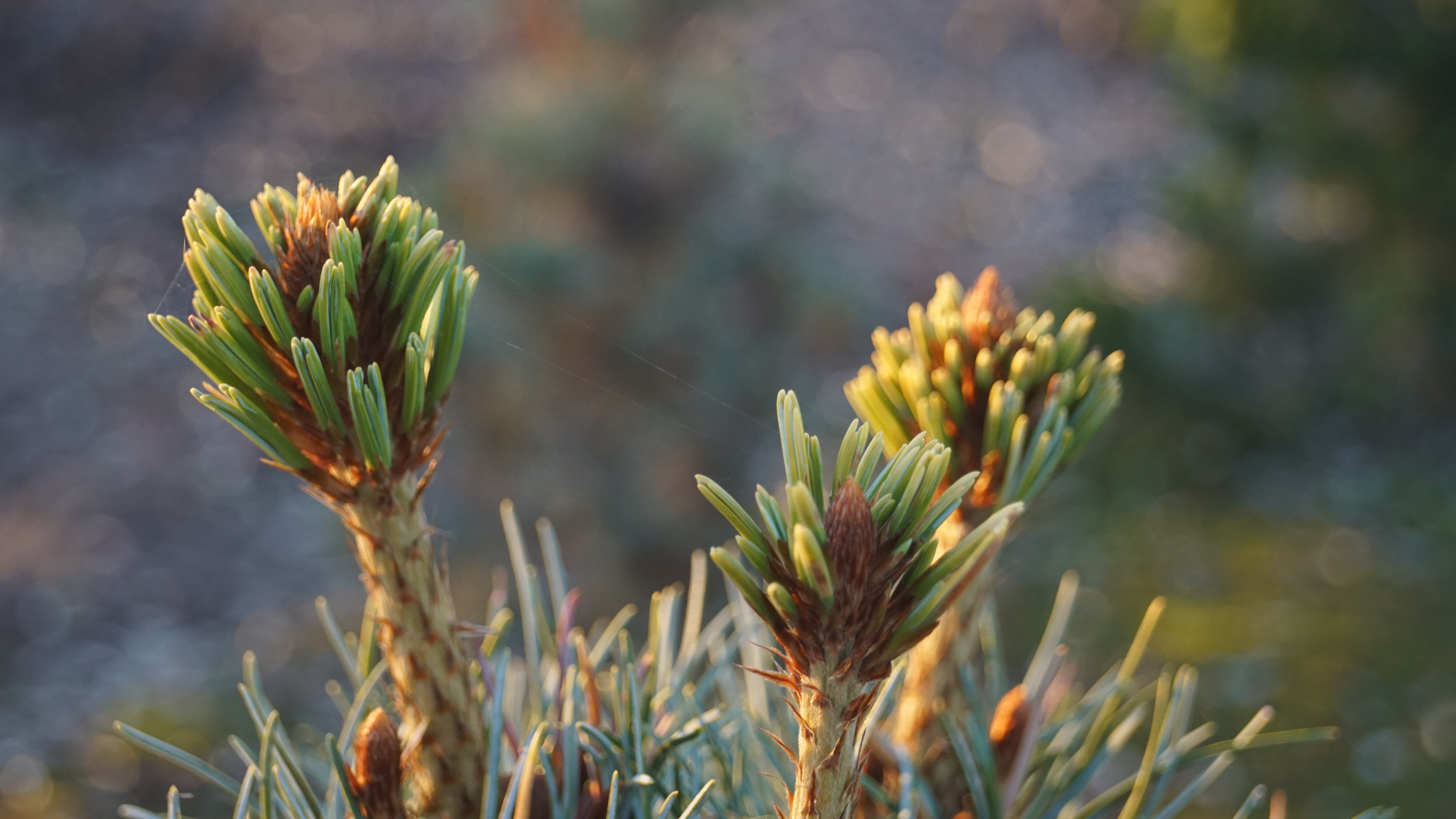 Pinus parviflora 'Blauer Engel' (1)